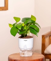 Kyari Deal Of The Day - Golden Money Plant With Self Watering Pot