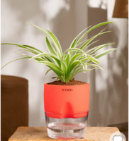 Pepperfry What The Fry Deals : Upto 80% Off on Ceramic jar, table lamp & more starting from ₹109