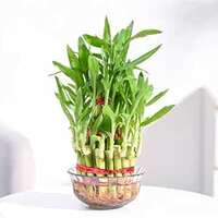 Ugaoo Lucky Bamboo 3 Layer Feng Shui Plant