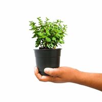 Nayra Live Button Jade Plant Indoor Plant with Black nursery Pot |Small Plant With Pot