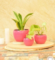 Pepperfry What The Fry Deals : Upto 83% Off on 3 Pot Set, Ceramic Cup Set & more from Rs 349