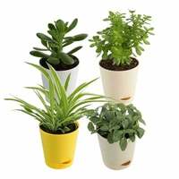 UGAOO Jade, Spider, Fittonia, Crassula Ovata Live Plants  and many  more from 99