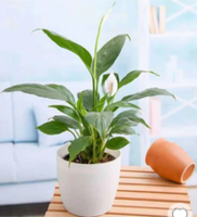 Pepperfry What The Fry Deals : Upto 82% Off on Cutlery Holder, Table lamp & more