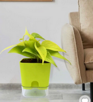 Pepperfry What The Fry Deals : Upto 81% Off on Money Plant, Electric kettle & more