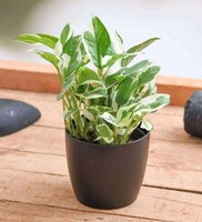 Pepperfry What The Fry Deals Upto 83% Off on Rechargeable Tube Light, MoneyMarble Plant, Queen size Bedsheet & More 