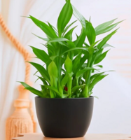 Good Luck Gift With Pot Natural Plant