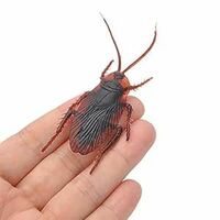 Cockroaches Prank