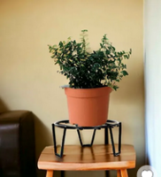 Pepperfry Mega Festive Deals : Upto 87% Off  door mat, Metal Plant Stand & more starting from ₹99