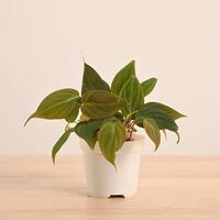 UGAOO Philodendron Micans Live Plant With Grow Pot