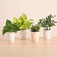 Ugaoo Indoor Plants for Living Room Home Decor Set of 4 Plant Combo Live Plant with Pot - Jade Plant, Money Plant Golden, Broken Heart Plant and Philodendron Oxycardium Green