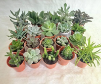 CAPPL Assorted 25 Live Succulent Plants (Any 25 Indoor Plants with Small Plastic Pots) For Home and Office