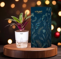 Kyari Rhoeo Tricolor Plant with Self-Watering Pot and Gift Box on Swiggy Instamart
