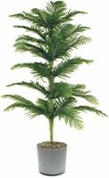 AloGardening Christmas Tree Plant (Hybrid, Pack of 1)