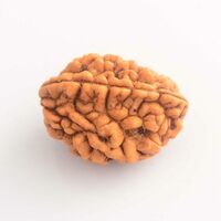 Natural 2 Mukhi Rudraksha Unstudded
