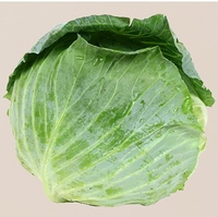 
Fresho Cabbage – Small (1 pc)