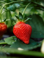 Bazaar : Strawberry Red Plant 2 