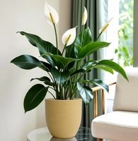 YUCCABE ITALIA FOXB PCUP 8 Inch Lightweight Planter  ₹541 (Extra 3% Coupon)