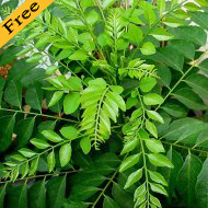 get free plant and seeds from nurserylive.com