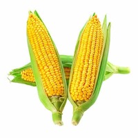 American Sweet Golden Corn (Bhutta) - Rs 6 Only