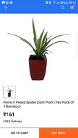 Spider plant with pot at 161/- only