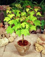 Decorative plants and trees  seeds starts at Rs 29