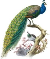 Shopclues Sunday Flea Market Sale : 2000+ Products from Rs.70 (Upto 90% Off)